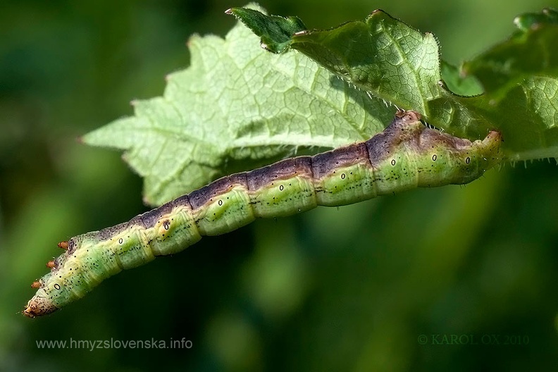 Ascotis selenaria larva (5)